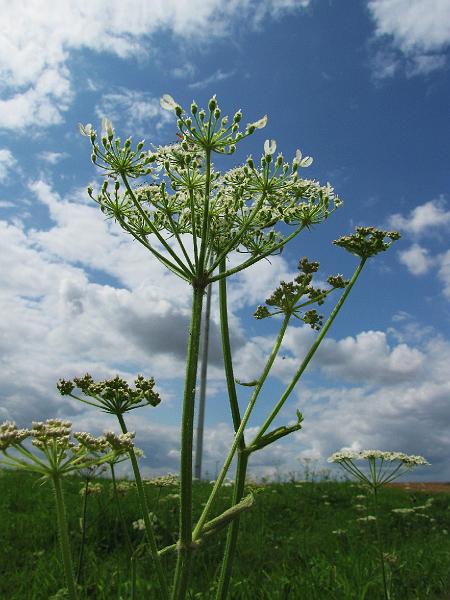 6de Crijtrally + 35ste Crijtfeesten 2012 (193).JPG